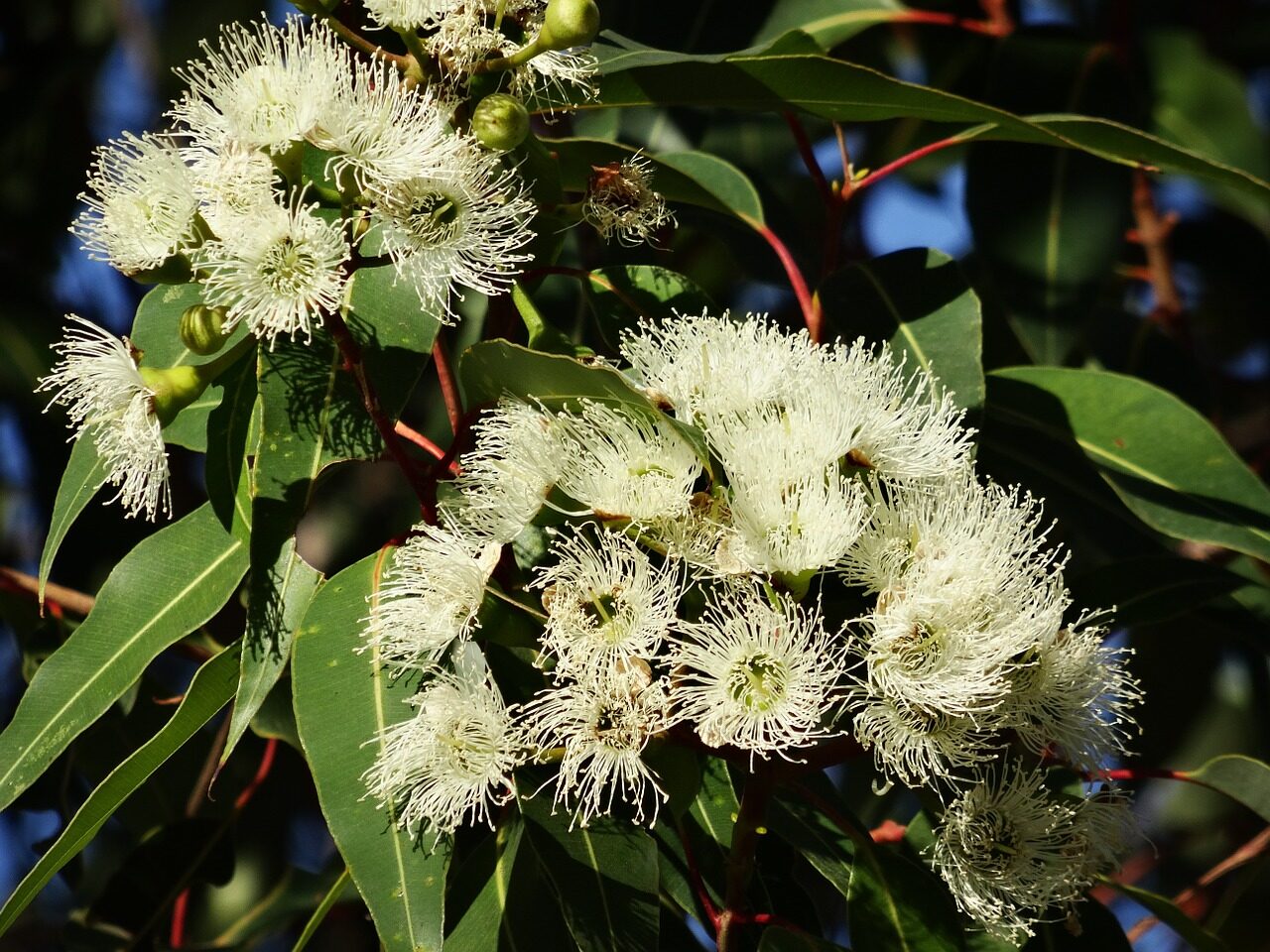 Ätherisches Öl des Monats März: Eukalyptus