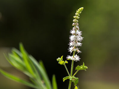Heilpflanze: Traubensilberkerze (lat. Cimicifuga racemosa)